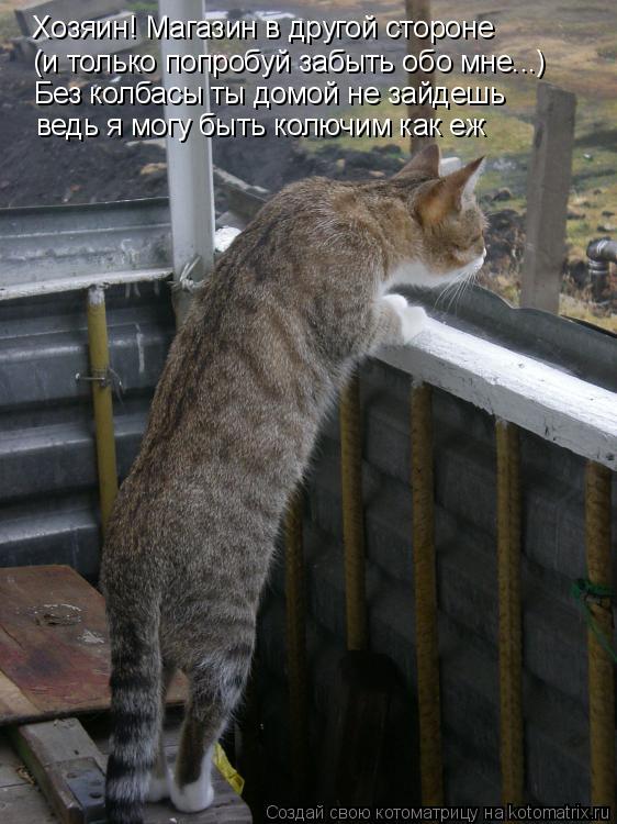 Хозяин! Магазин в другой стороне (и только попробуй забыть обо мне...) Без колбасы ты домой не зайдеш... Котоматрица: Хозяин! Магазин в другой стороне (и только попробуй забыть обо мне...) Без колбасы ты домой не зайдешь ведь я могу быть колючим как еж