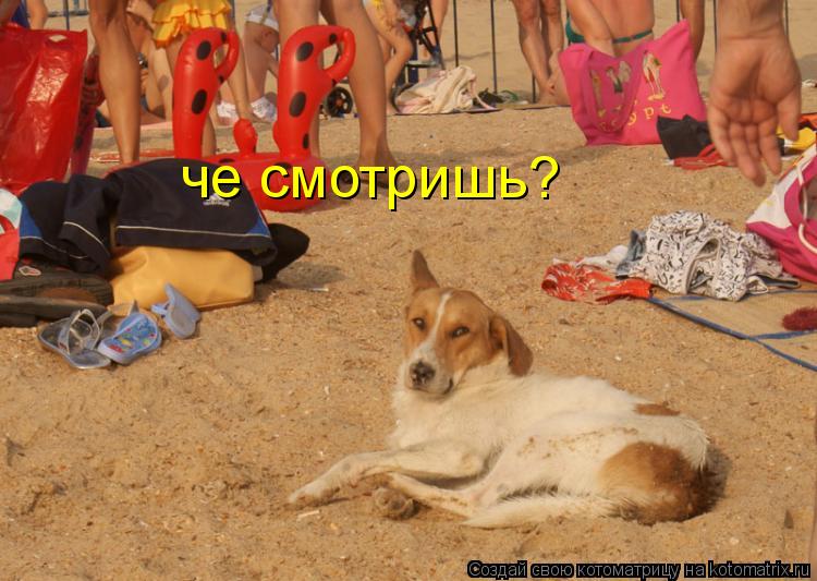 че смотришь?... Котоматрица: че смотришь?
