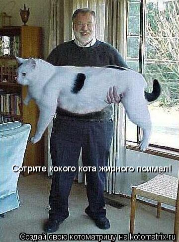 Сотрите кокого кота жирного поимал! Сотрите кокого кота жирного поимал!... Котоматрица: Сотрите кокого кота жирного поимал! Сотрите кокого кота жирного поимал!