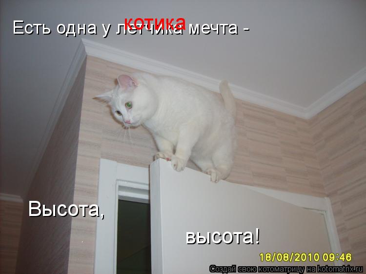 Есть одна у летчика мечта - котика Высота, высота!... Котоматрица: Есть одна у летчика мечта - котика Высота, высота!