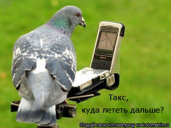 Котоматрица: куда лететь дальше? Такс,
