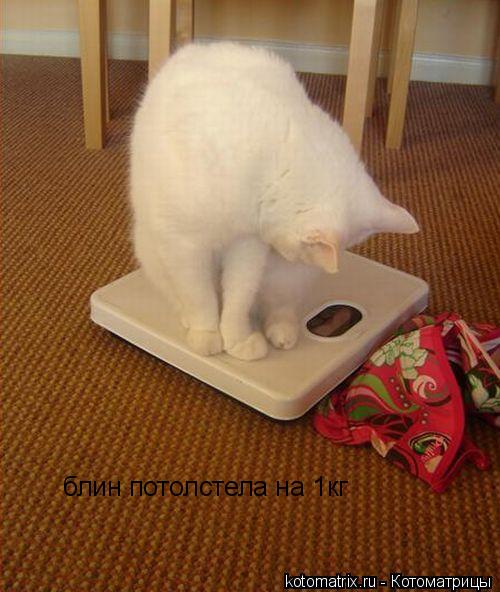 Котоматрица: блин потолстела на 1кг