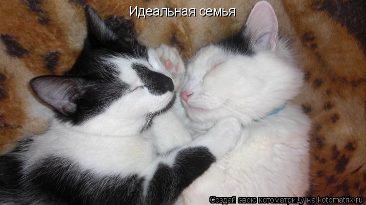 Котоматрица: Идеальная семья