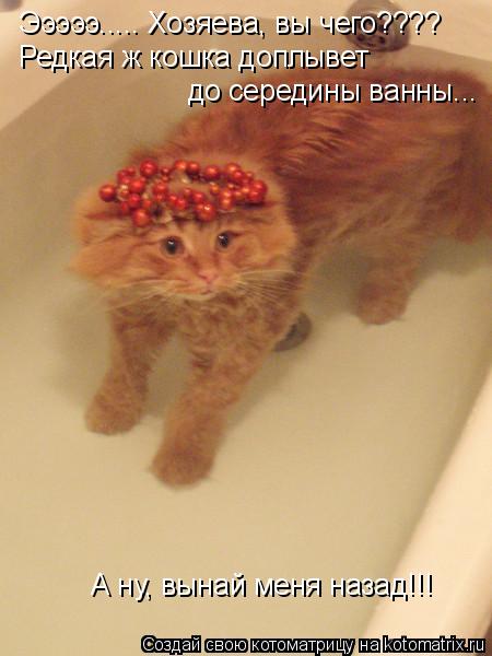 Котоматрица: Эээээ..... Хозяева, вы чего???? Редкая ж кошка доплывет  до середины ванны... А ну, вынай меня назад!!!