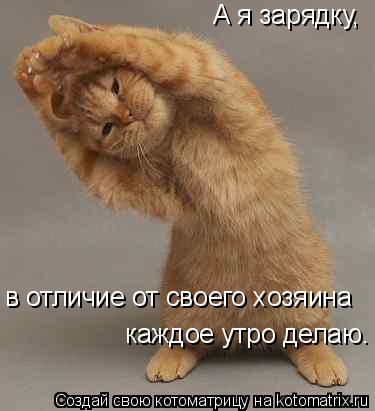 Котоматрица: в отличие от своего хозяина каждое утро делаю. А я зарядку,