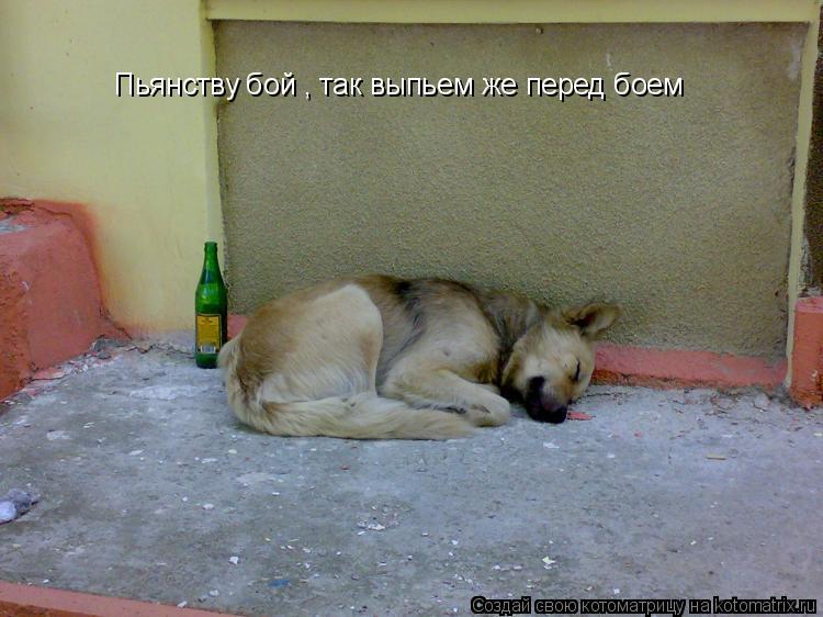 Котоматрица: Пьянству бой , так выпьем же перед боем