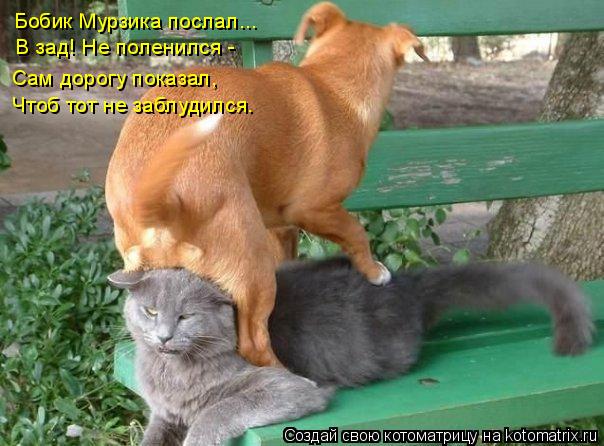 Котоматрица: Бобик Мурзика послал... В зад! Не поленился - Сам дорогу показал, Чтоб тот не заблудился.