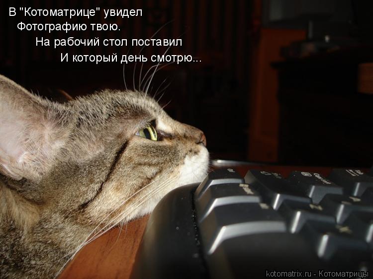 Котоматрица: В "Котоматрице" увидел Фотографию твою. На рабочий стол поставил И который день смотрю...