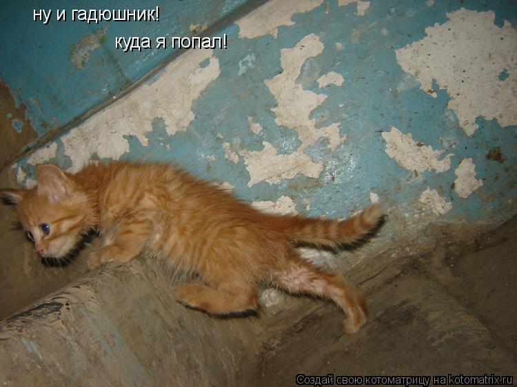 Котоматрица: ну и гадюшник! куда я попал!