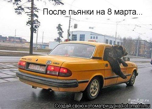 Котоматрица: После пьянки на 8 марта...