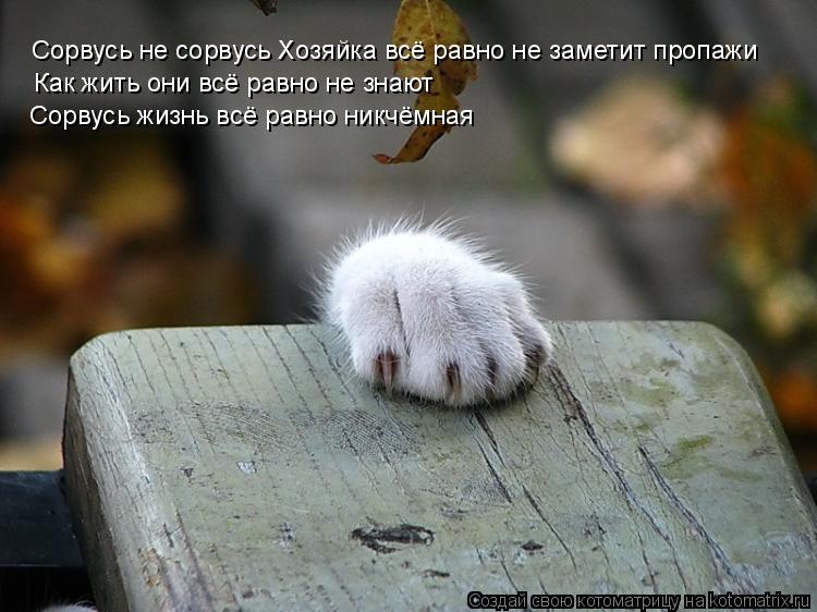 Котоматрица: Сорвусь не сорвусь Хозяйка всё равно не заметит пропажи Как жить они всё равно не знают Сорвусь жизнь всё равно никчёмная