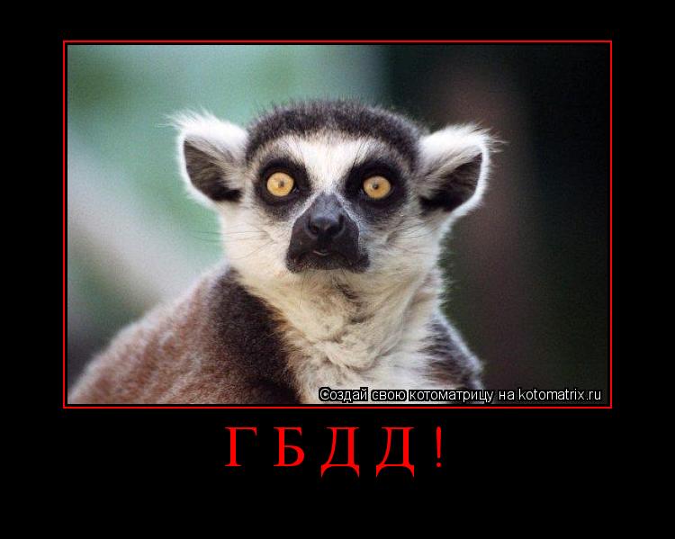 Котоматрица: ГБДД! 