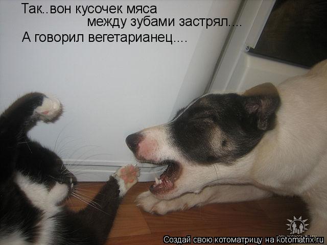 Котоматрица: Так..вон кусочек мяса  между зубами застрял.... А говорил вегетарианец....