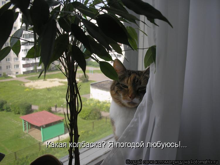 Котоматрица: Какая колбаска? Я погодой любуюсь!...