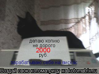 Котоматрица: делаю копию не дорого 2000 руб. зарабатываю себе на вискас