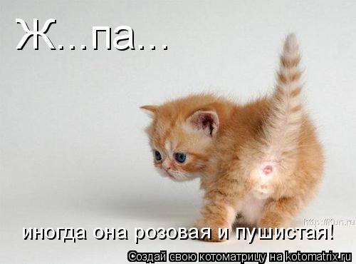 Котоматрица: Ж...па... иногда она розовая и пушистая!