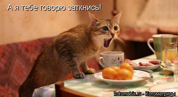Котоматрица: А я тебе говорю заткнись!