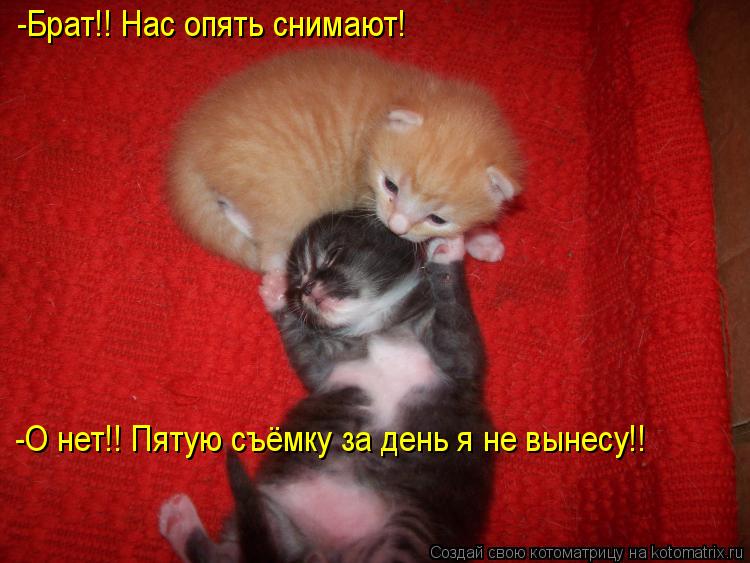 Котоматрица: -Брат!! Нас опять снимают! -О нет!! Пятую съёмку за день я не вынесу!!