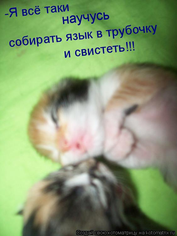 Котоматрица: -Я всё таки  научусь собирать язык в трубочку  и свистеть!!!