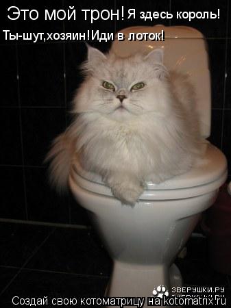 Котоматрица: Это мой трон! Ты-шут,хозяин!Иди в лоток! Я здесь король!