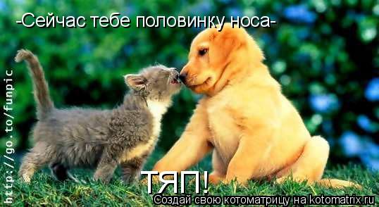 -Сейчас тебе половинку носа- ТЯП!... Котоматрица: -Сейчас тебе половинку носа- ТЯП!