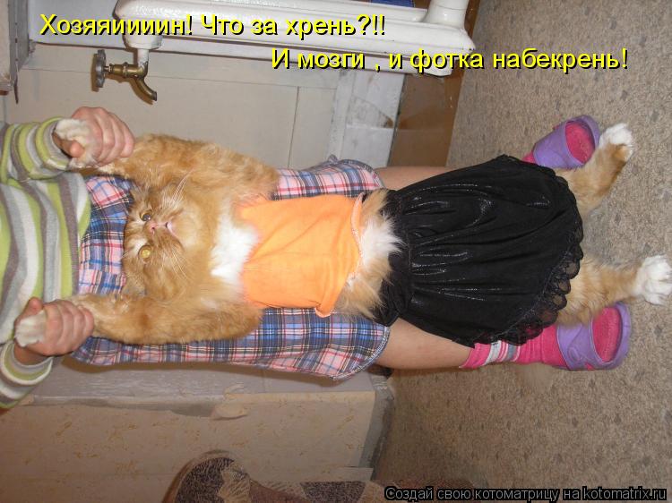 Хозяяиииин! Что за хрень?!! И мозги , и фотка набекрень!... Котоматрица: Хозяяиииин! Что за хрень?!! И мозги , и фотка набекрень!