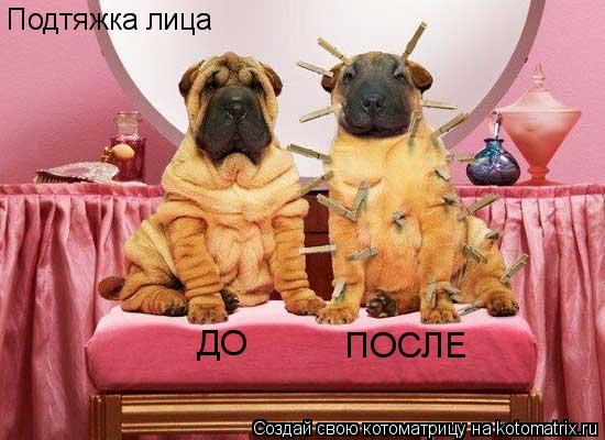 Подтяжка лица ДО ПОСЛЕ... Котоматрица: Подтяжка лица ДО ПОСЛЕ