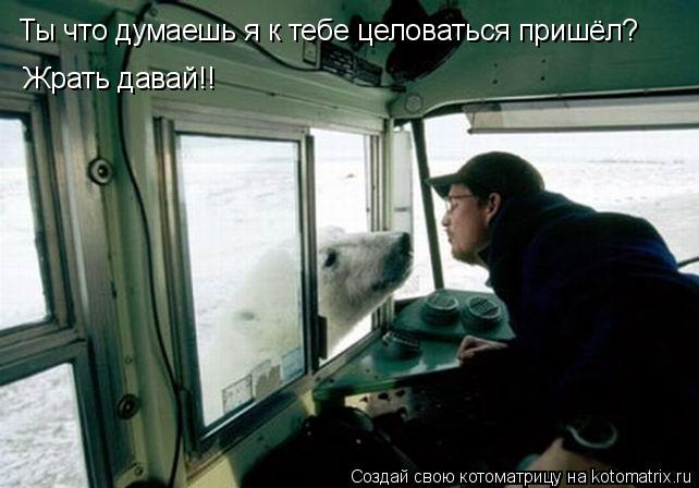 Ты что думаешь я к тебе целоваться пришёл? Жрать давай!!... Котоматрица: Ты что думаешь я к тебе целоваться пришёл? Жрать давай!!