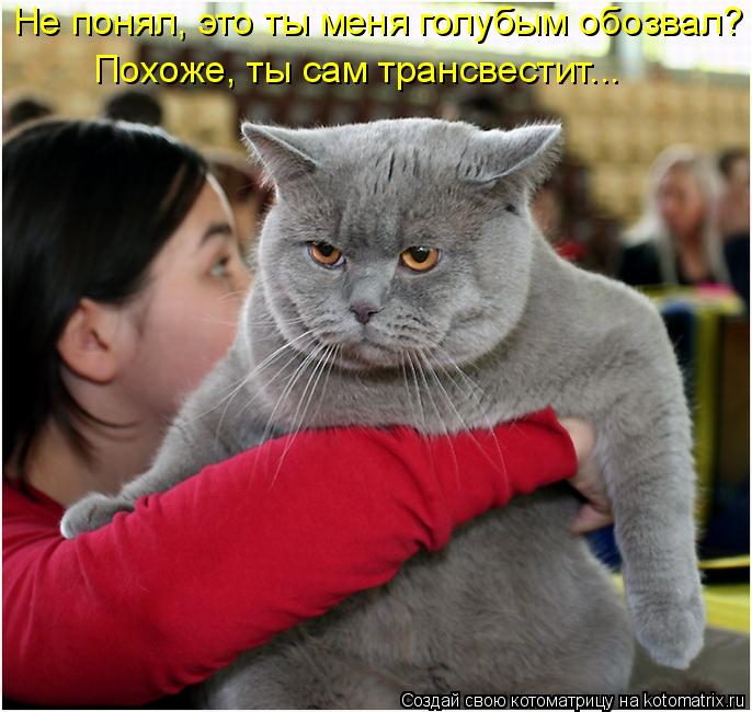 Не понял, это ты меня голубым обозвал? Похоже, ты сам трансвестит...... Котоматрица: Не понял, это ты меня голубым обозвал? Похоже, ты сам трансвестит...