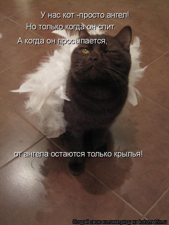 У нас кот -просто ангел! Но только когда он спит. А когда он просыпается, от ангела остаются только к... Котоматрица: У нас кот -просто ангел! Но только когда он спит. А когда он просыпается, от ангела остаются только крылья!