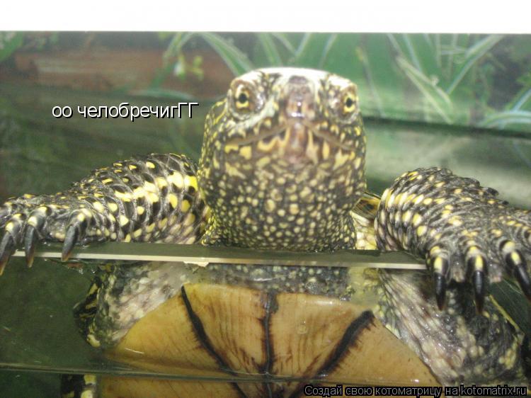 оо челобречигГГ... Котоматрица: оо челобречигГГ