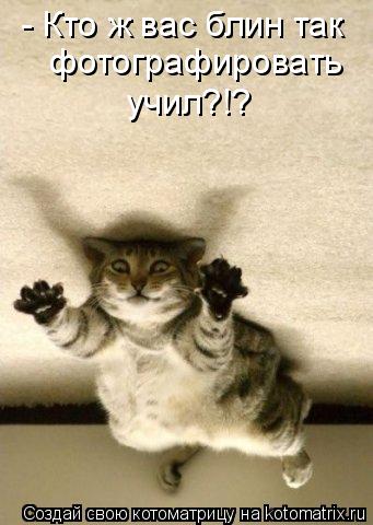 - Кто ж вас блин так фотографировать учил?!?... Котоматрица: - Кто ж вас блин так фотографировать учил?!?