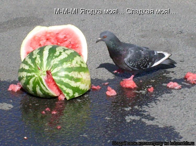М-М-М! Ягодка моя!... Сладкая моя!...... Котоматрица: М-М-М! Ягодка моя!... Сладкая моя!...