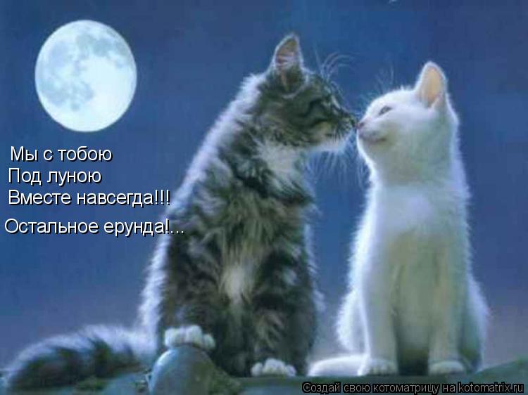 Мы с тобою Под луною Вместе навсегда!!! Остальное ерунда!...... Котоматрица: Мы с тобою Под луною Вместе навсегда!!! Остальное ерунда!...
