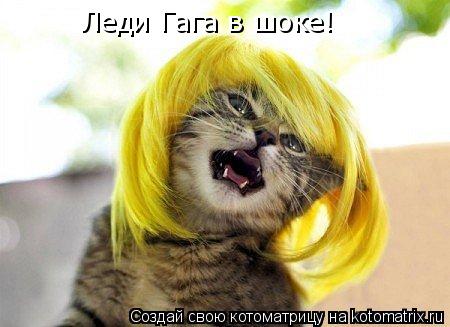 Леди Гага в шоке!... Котоматрица: Леди Гага в шоке!