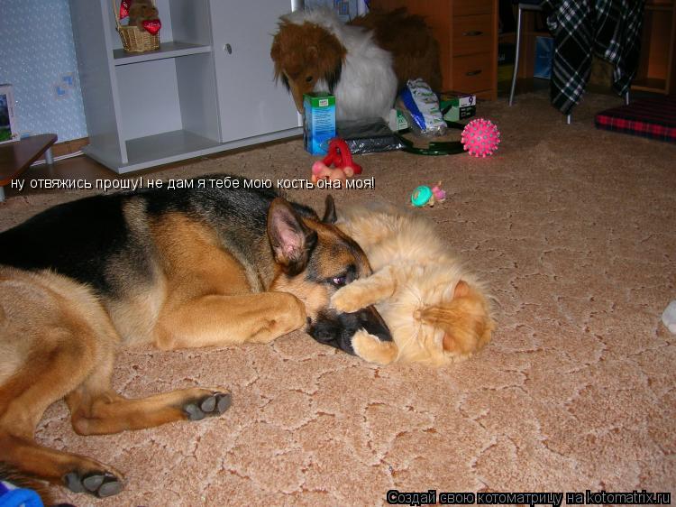 ну отвяжись прошу! не дам я тебе мою кость она моя!... Котоматрица: ну отвяжись прошу! не дам я тебе мою кость она моя!