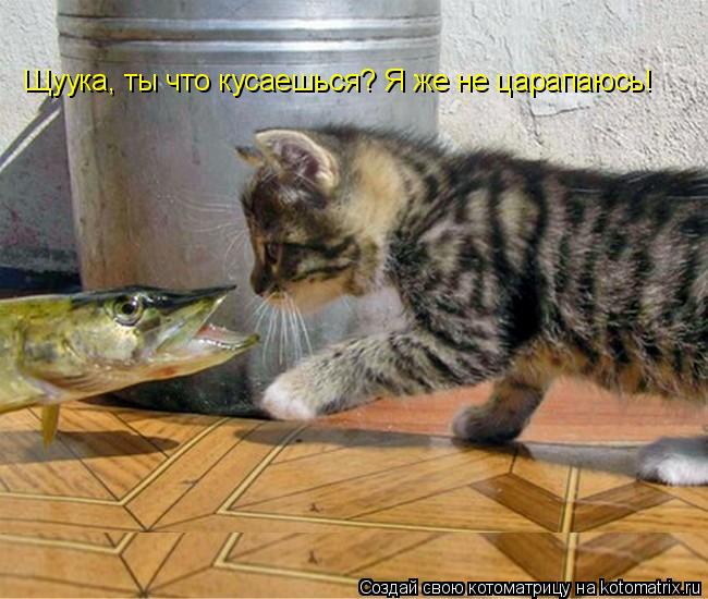 Щуука, ты что кусаешься? Я же не царапаюсь!... Котоматрица: Щуука, ты что кусаешься? Я же не царапаюсь!