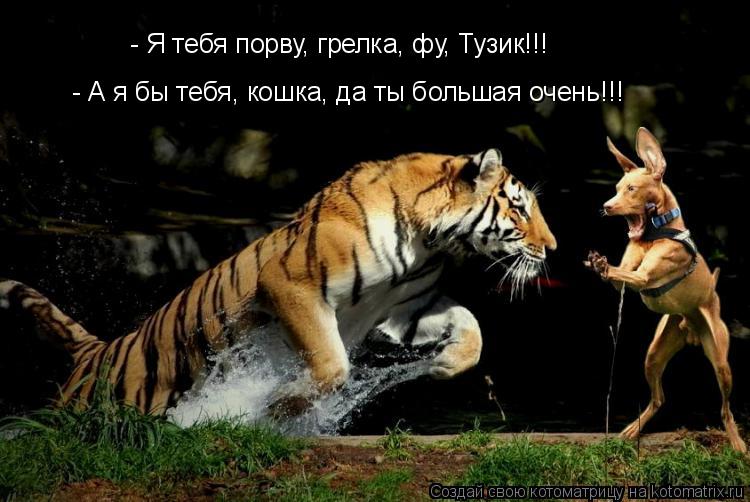 - Я тебя порву, грелка, фу, Тузик!!! - А я бы тебя, кошка, да ты большая очень!!!... Котоматрица: - Я тебя порву, грелка, фу, Тузик!!! - А я бы тебя, кошка, да ты большая очень!!!