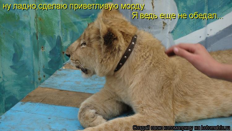 ну ладно,сделаю приветливую морду. Я ведь еще не обедал...... Котоматрица: ну ладно,сделаю приветливую морду. Я ведь еще не обедал...