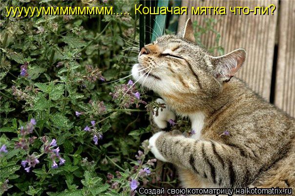 уууууумммммммм..... Кошачая мятка что-ли?... Котоматрица: уууууумммммммм..... Кошачая мятка что-ли?