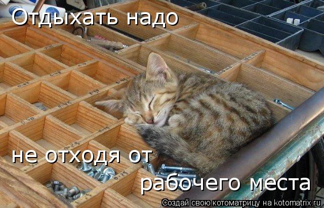 Отдыхать надо не отходя от рабочего места... Котоматрица: Отдыхать надо не отходя от рабочего места