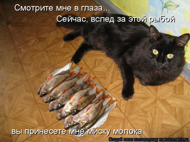 Смотрите мне в глаза... Сейчас, вслед за этой рыбой вы принесете мне миску молока... Котоматрица: Смотрите мне в глаза... Сейчас, вслед за этой рыбой вы принесете мне миску молока