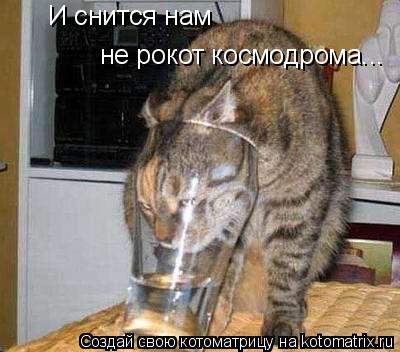 И снится нам не рокот космодрома...... Котоматрица: И снится нам не рокот космодрома...