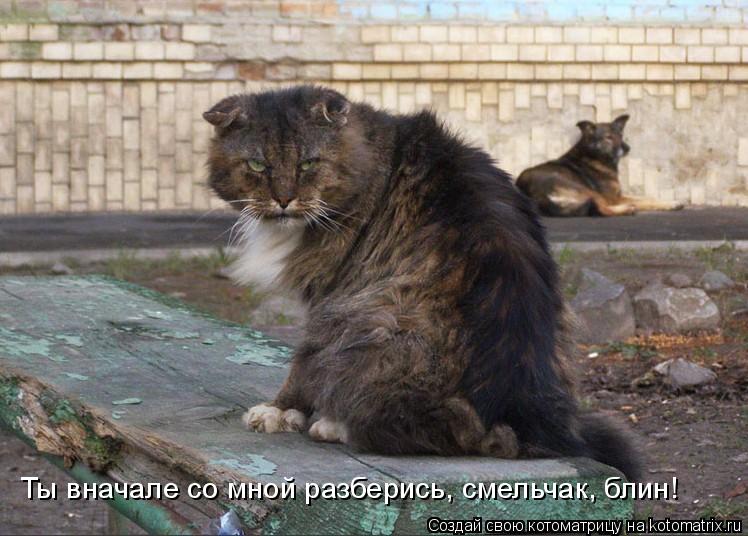 Ты вначале со мной разберись, смельчак, блин!... Котоматрица: Ты вначале со мной разберись, смельчак, блин!