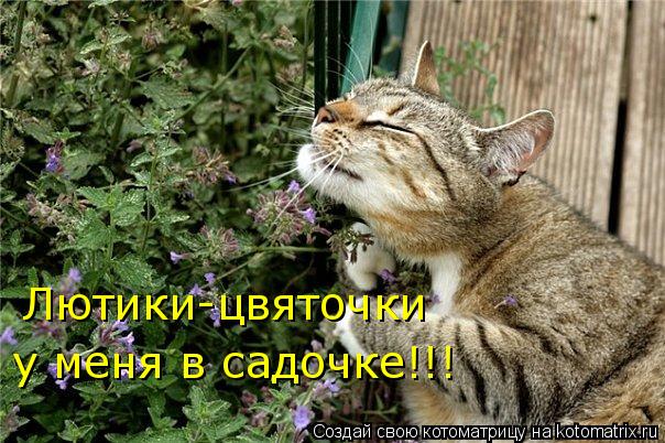 Лютики-цвяточки у меня в садочке!!!... Котоматрица: Лютики-цвяточки у меня в садочке!!!