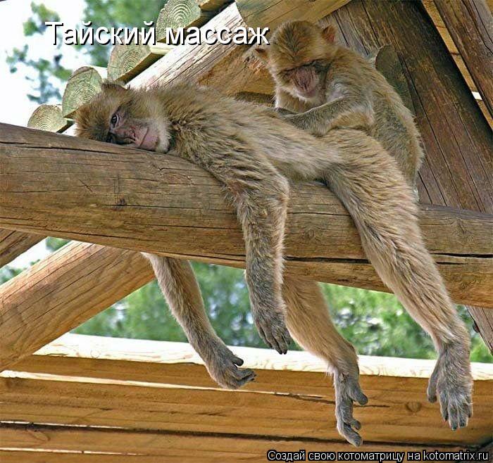 Тайский массаж... Котоматрица: Тайский массаж