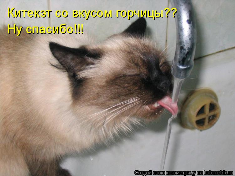 Китекэт со вкусом горчицы?? Ну спасибо!!!... Котоматрица: Китекэт со вкусом горчицы?? Ну спасибо!!!