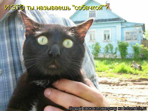 И ЭТО ты называешь "собачкой"?... Котоматрица: И ЭТО ты называешь "собачкой"?