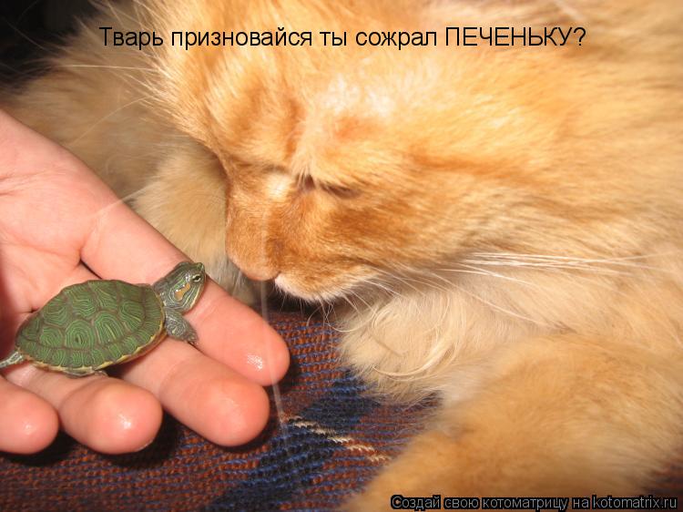 Тварь призновайся ты сожрал ПЕЧЕНЬКУ?... Котоматрица: Тварь призновайся ты сожрал ПЕЧЕНЬКУ?