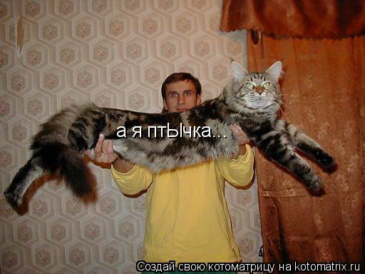 а я птЫчка...... Котоматрица: а я птЫчка...